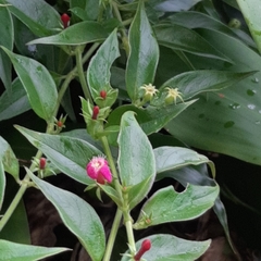 Manettia reclinata