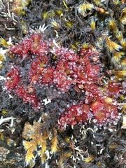 Drosera uniflora