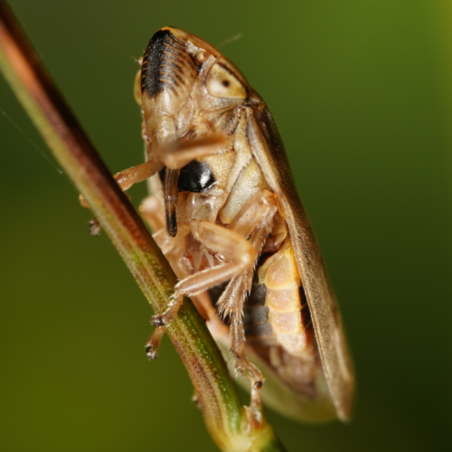 Meadow spittlebug