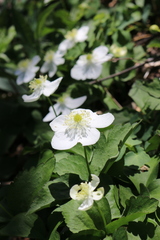 Anemonastrum deltoideum