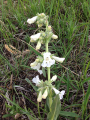 Penstemon albidus