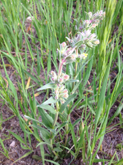 Penstemon albidus