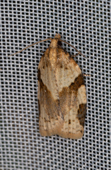 Clepsis spectrana