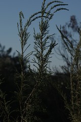 Passerina rigida
