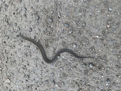 Vipera berus