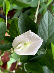 Clitoria ternatea albiflora