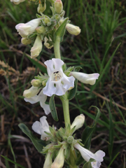 Penstemon albidus