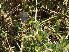 Plebejus melissa