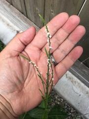 Verbena urticifolia