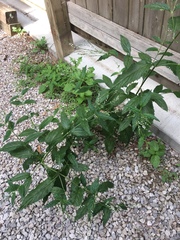 Verbena urticifolia