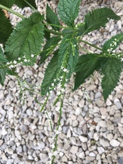 Verbena urticifolia