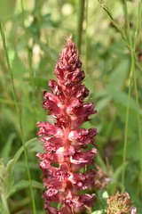 Orobanche foetida