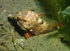 Rhamphocottus richardsonii