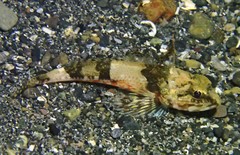 Chitonotus pugetensis