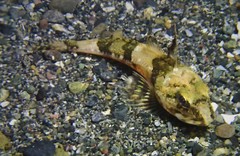 Chitonotus pugetensis