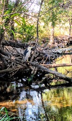 Nycticorax nycticorax