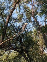 Nycticorax nycticorax