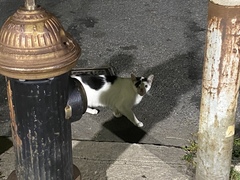 Felis catus