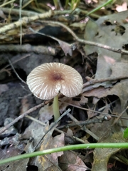 Pluteus deceptivus