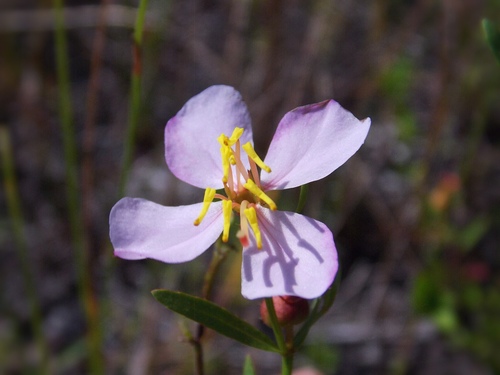 panhandle meadowbeauty (Rhexia salicifolia)