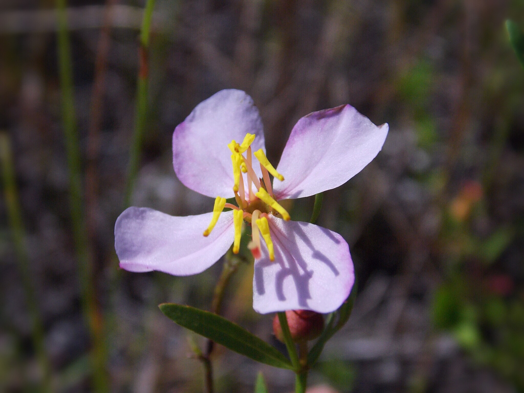 Rhexia salicifolia