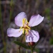 Panhandle Meadowbeauty - Photo (c) Aidan Campos, some rights reserved (CC BY-NC), uploaded by Aidan Campos