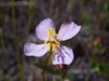 Panhandle Meadowbeauty - Photo (c) Aidan Campos, some rights reserved (CC BY-NC), uploaded by Aidan Campos