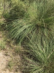 Fimbristylis castanea