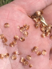 Fimbristylis castanea