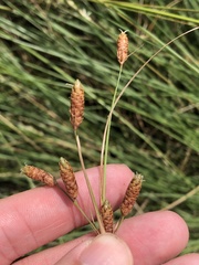 Fimbristylis castanea