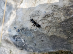 Camponotus modoc