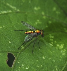 Chrysosoma globiferum