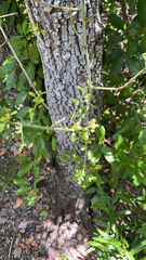 Sideroxylon celastrinum