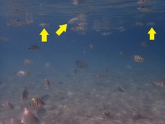 Crenimugil crenilabis