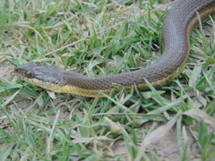 Thamnophis melanogaster