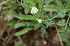 Vicia lutea