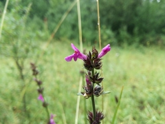 Betonica officinalis