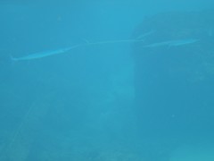 Platybelone argalus