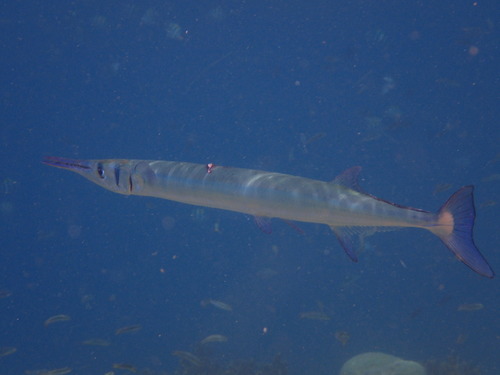 Houndfish, photo 4 of 9