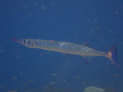 Houndfish photo 4