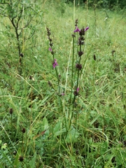 Betonica officinalis
