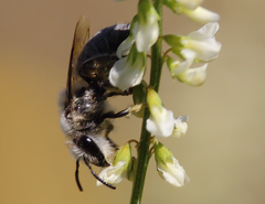 Colletinae
