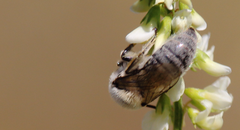Colletinae