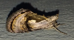 Chrysanympha formosa