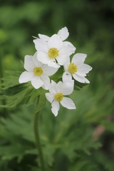 Anemonastrum fasciculatum