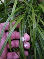Koellensteinia