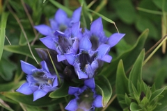 Gentiana septemfida