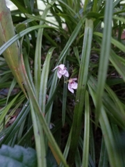 Koellensteinia