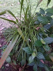Koellensteinia