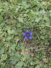 Gentiana septemfida